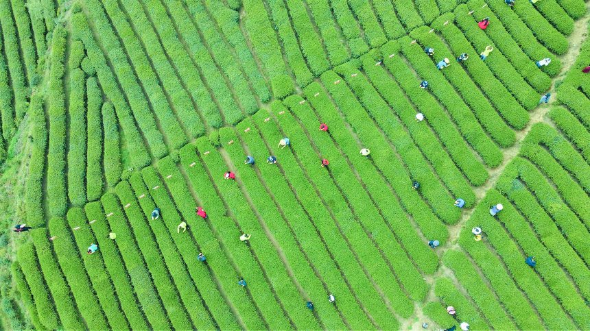 航拍都匀市团山村茶园采茶盛景。黄浩东摄