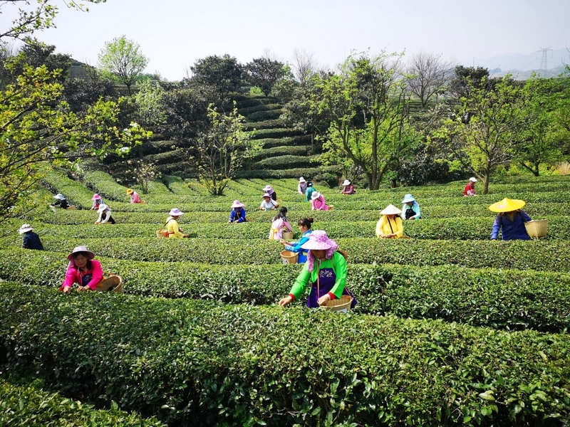 春暖花開採茶忙。