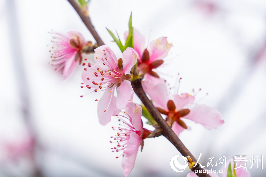 貴州省黔西市大關鎮丘林村桃園中盛開的桃花。涂敏攝