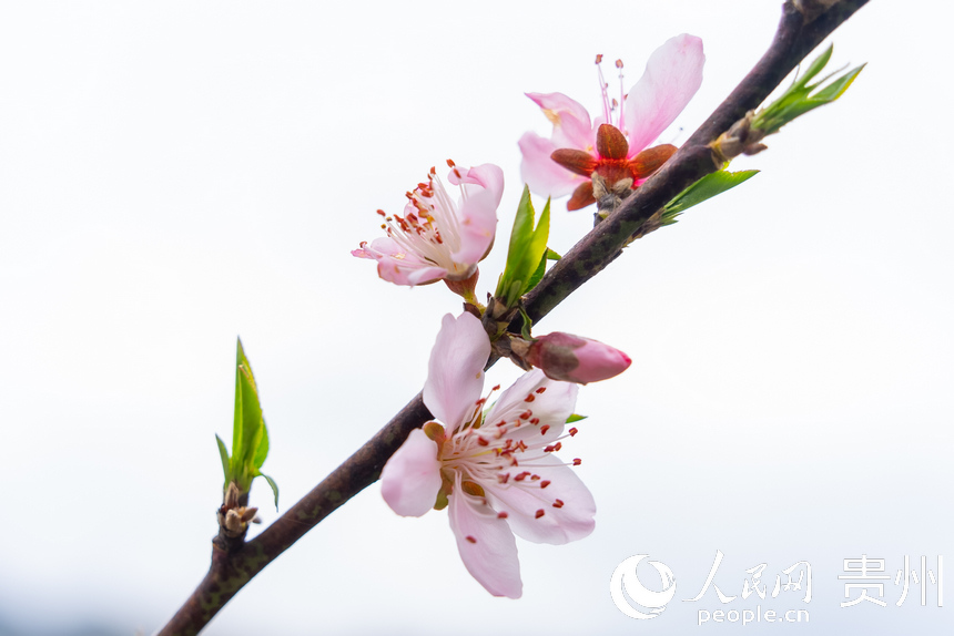 貴州省黔西市大關鎮丘林村桃園中盛開的桃花。涂敏攝