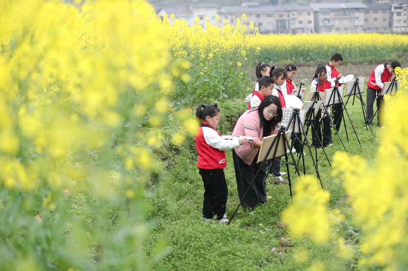 米坪乡中心学校深入油菜花间写生。