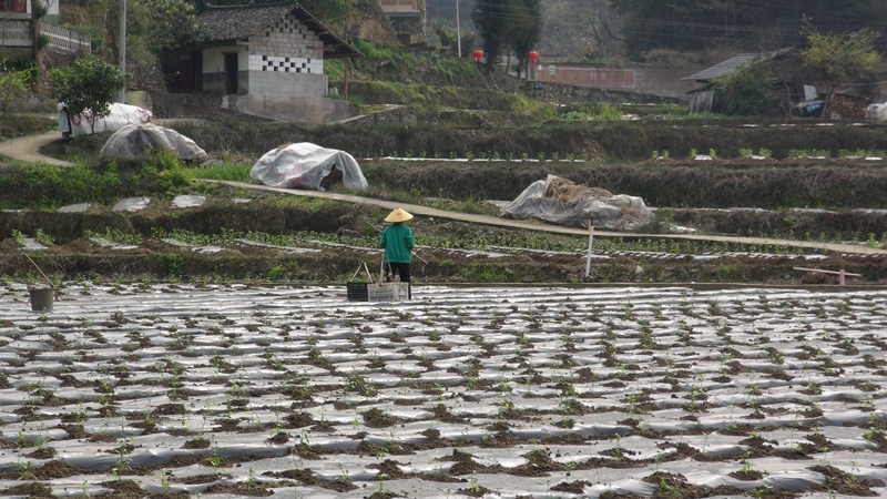 忙碌的村民与茁壮成长的辣椒苗。