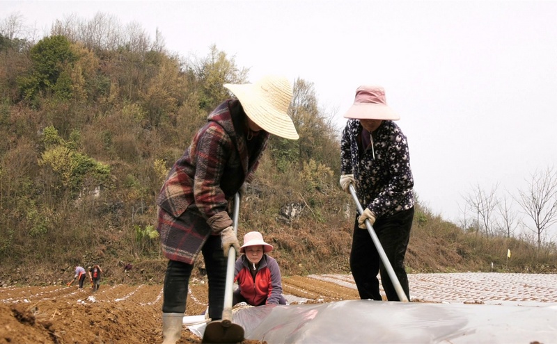 3月16日，大方县东关乡罗寨社区烤烟基地工人们正在覆膜。（司玉坤 摄）.jpg