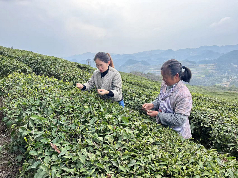 茶农忙采茶。张爱龙摄