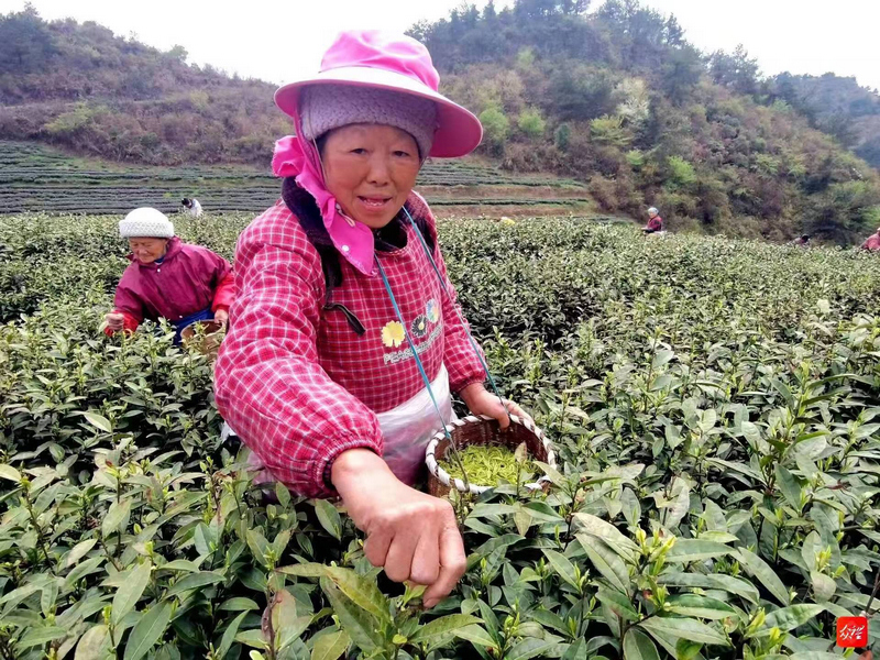 代胜芬正在采茶。张爱龙摄