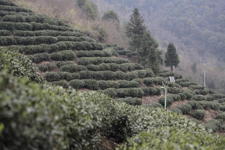金沙30万亩茶园吐新绿。