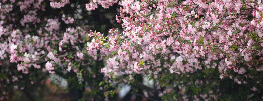 七星关区：海棠花开正艳。