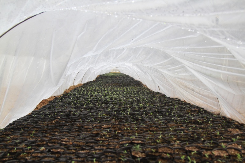 3月16日，贵州省大方县马场镇桥上村用有机肥育的茄子苗冒出嫩芽。（杨娟 摄）.jpg