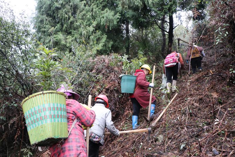白果村村民在搬运树苗。
