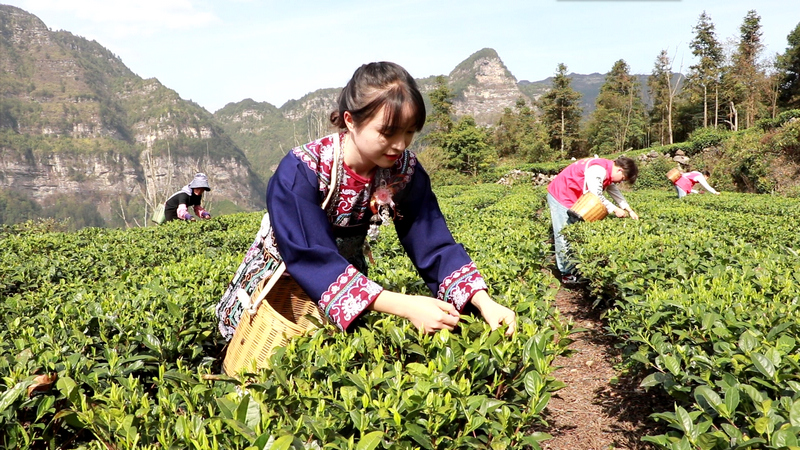 春茶採收忙。