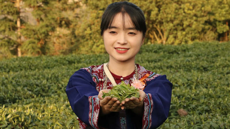 春來茶飄香。