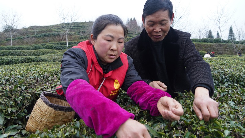 专家现场手把手教导采茶工人采茶。