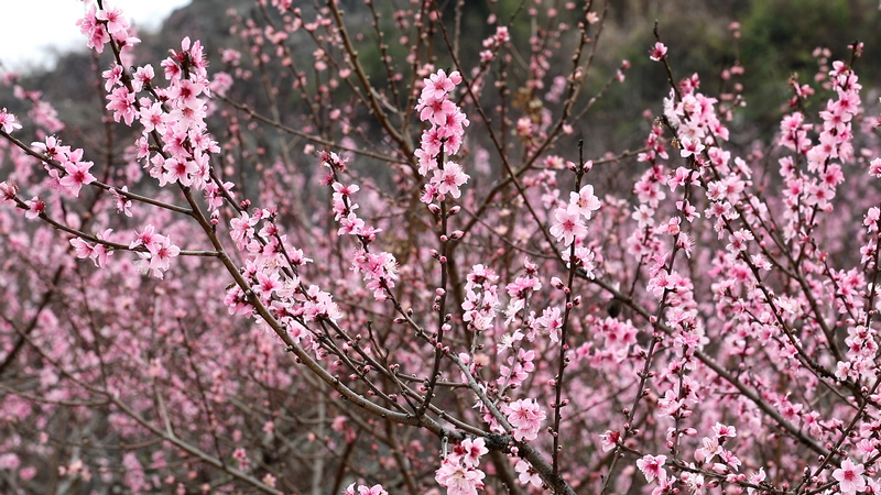 朵朵桃花绽放枝头。