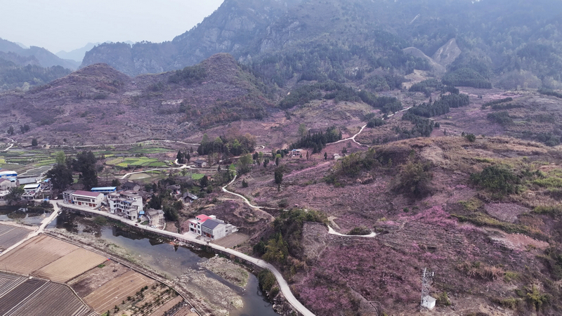 黄桃种植基地。