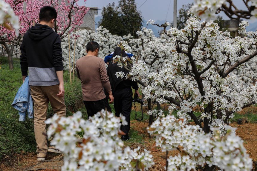 游客穿行于梨花园中。
