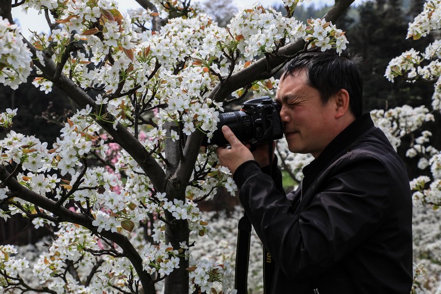 游客拍摄桃花红梨花白的春天美景。