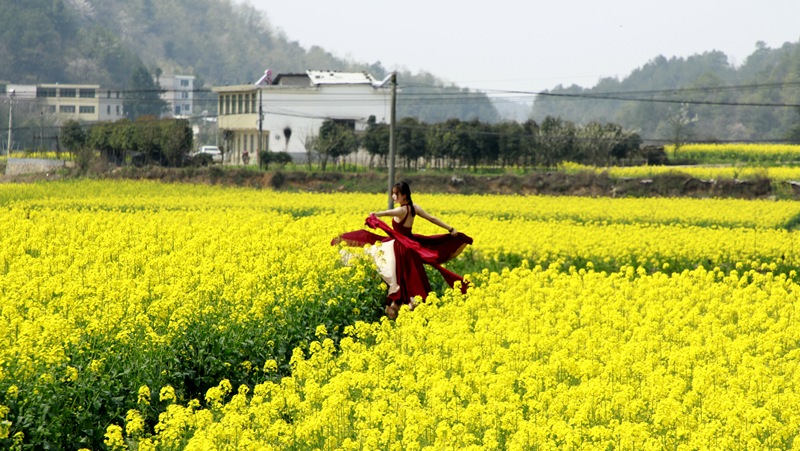 修文扎佐高潮村油菜花基地 陶群 摄.jpg