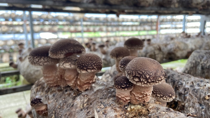 菌棒上一株株深褐色的菌菇竞相生长 黄春兰 摄.jpeg