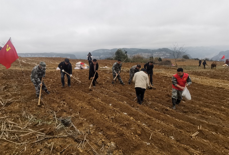 3月20日，贵州省大方县果瓦乡隆里村大豆玉米带状复合种植现场。王红兰摄