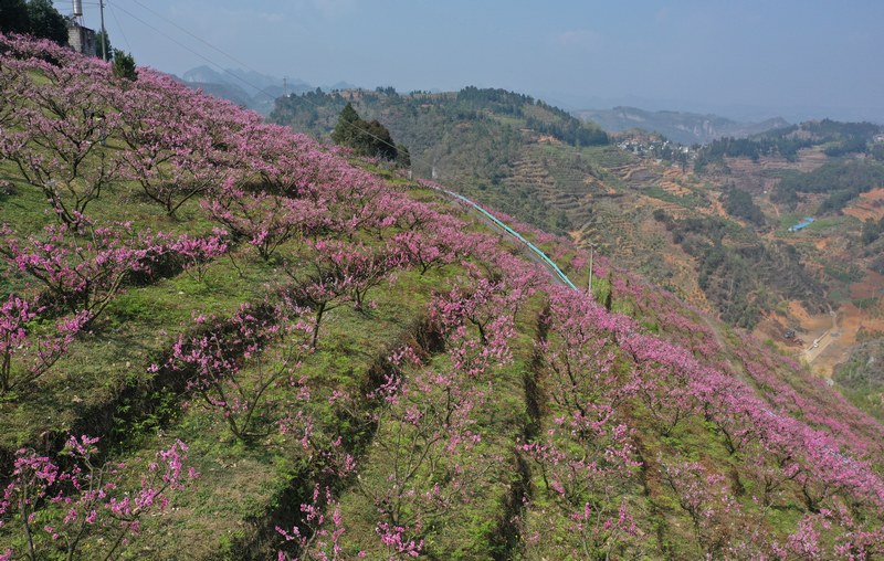 3月23日，贵州省大方县猫场镇花果山果园航拍。李灵摄