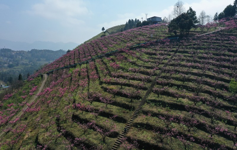 3月23日，贵州省大方县猫场镇花果山果园航拍。李灵摄