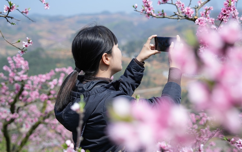 3月23日，游客在贵州省大方县猫场镇花果山果园游玩。李灵摄