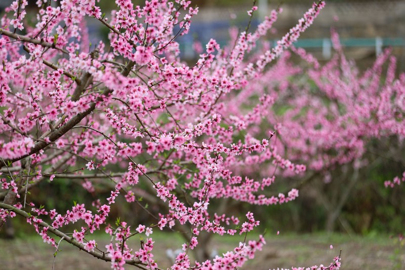盛开的桃花。