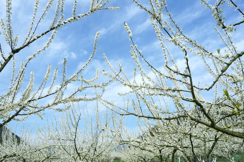 3月21日，清镇市犁倭镇河溪村的李子花在阳光下绽放。代胜强摄
