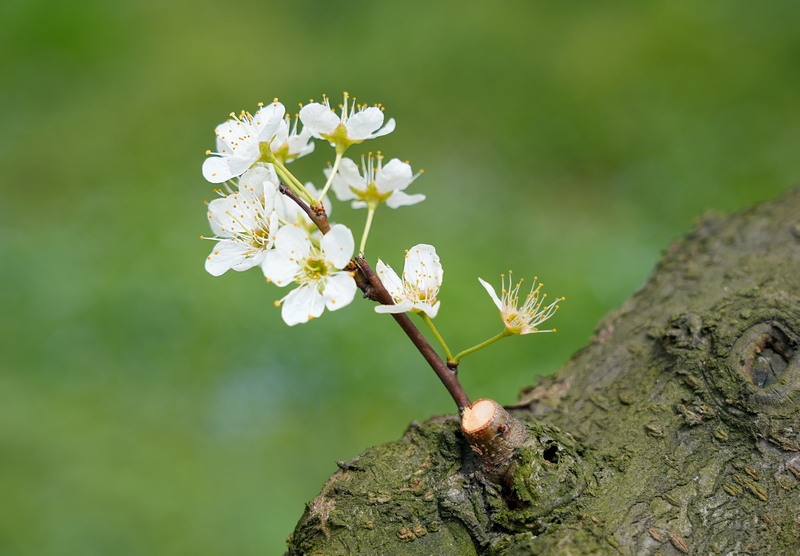 3月21日，清镇市犁倭镇河溪村的李子花在阳光下绽放。代胜强摄