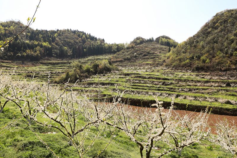 3月21日，清镇市犁倭镇河溪村的李子花在阳光下绽放。代胜强摄
