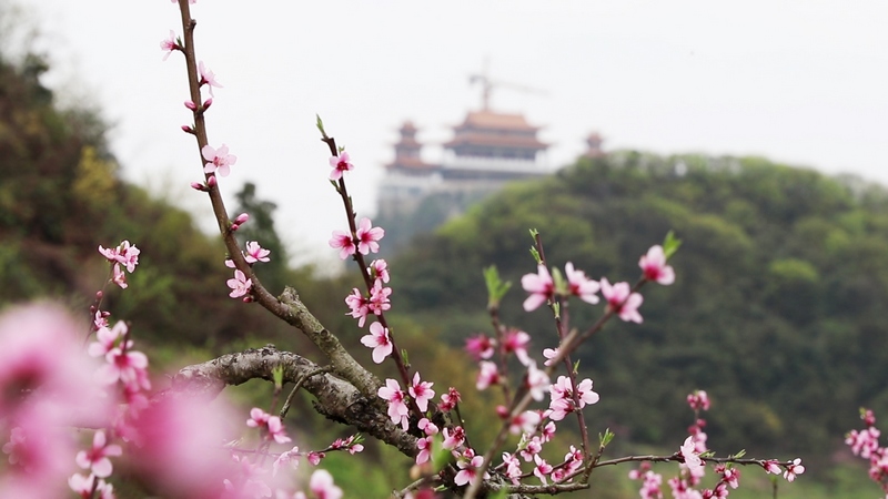 3月21日，清镇市犁倭镇玉冠山的桃花与道观相映成趣。代胜强摄
