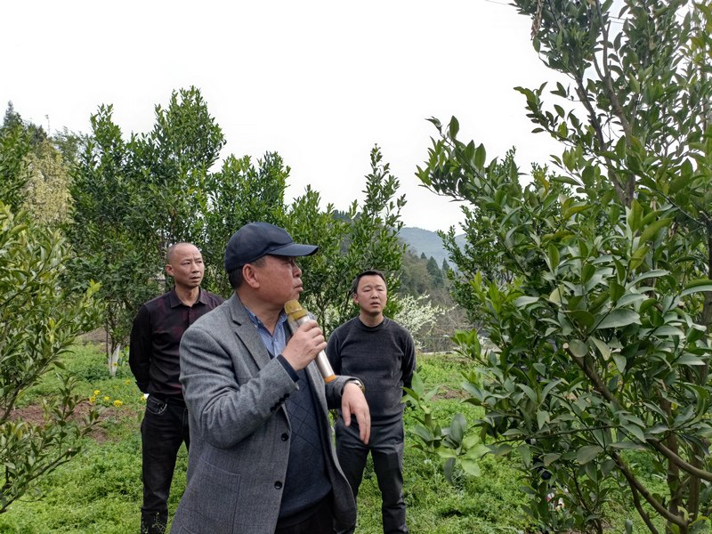 技术人员现场指导柑橘种植.jpg