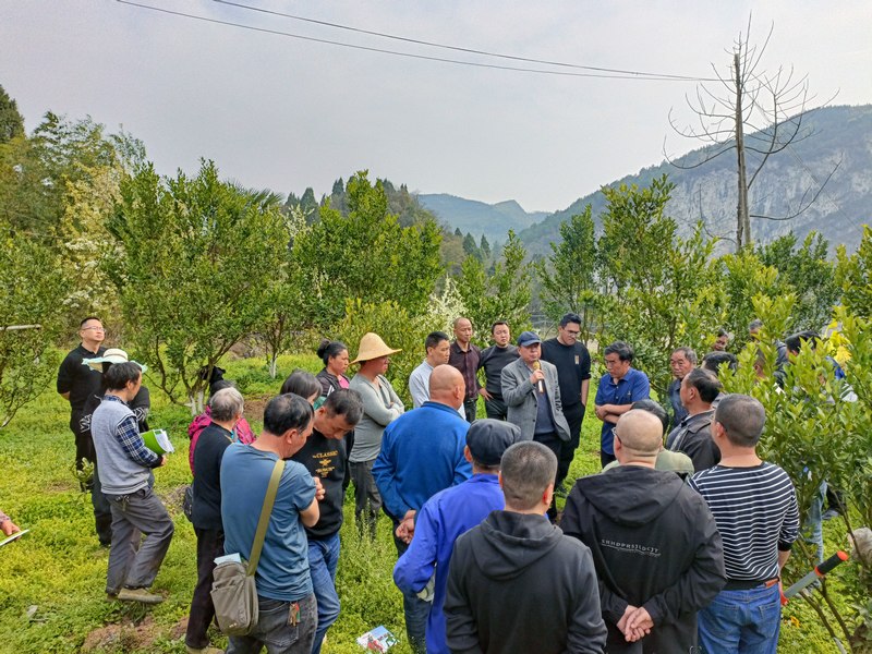 金沙县在柑橘种植基地开展技术培训.jpg