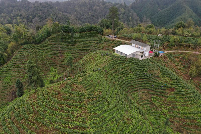 剑河县太拥镇柳开村白茶种植基地。