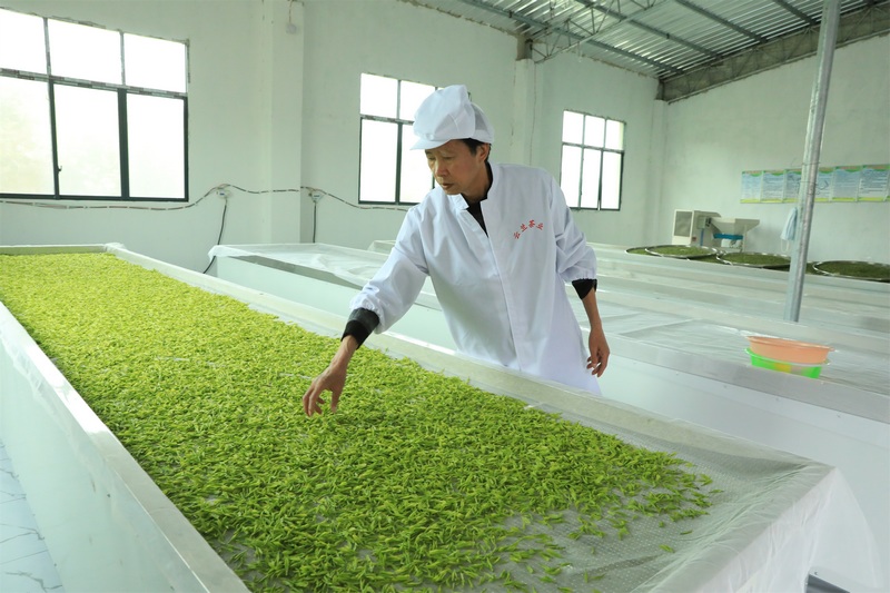 炒茶师傅正在晾晒新鲜白茶。