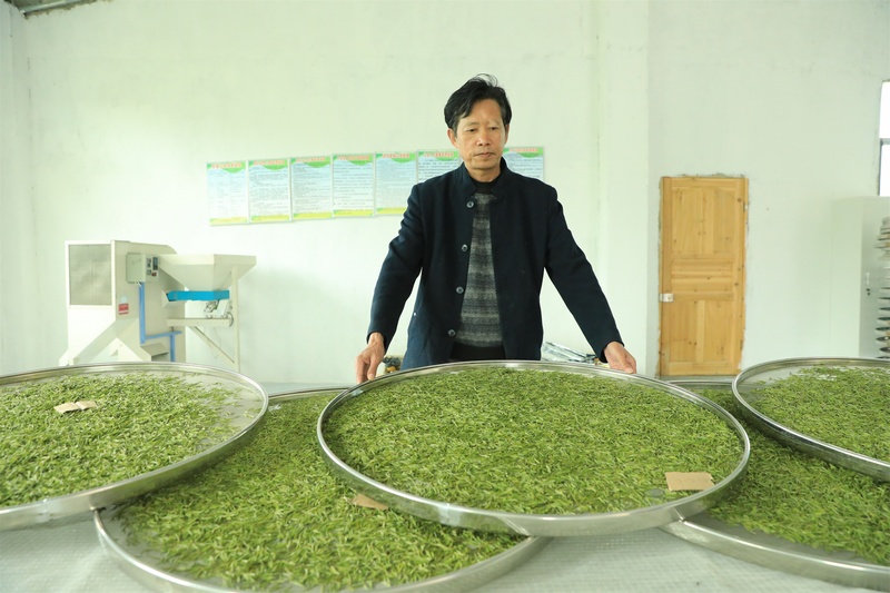 炒茶师傅正在晾晒新鲜白茶。