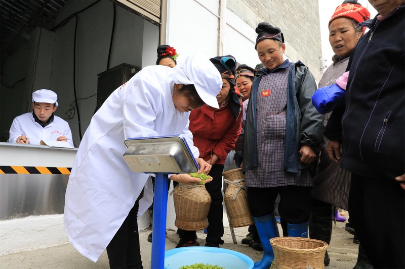 村民们正在听基地负责人讲解采茶技巧。