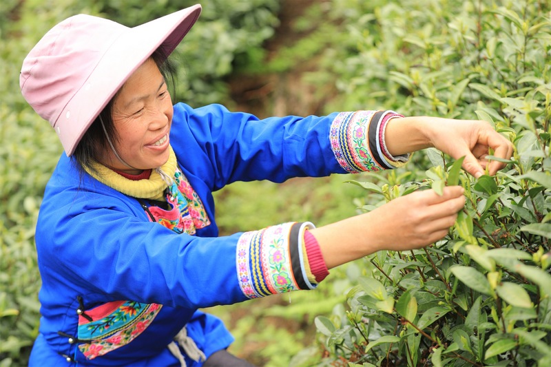 当地村民正在剑河县柳开村白茶种植基地采收白茶。