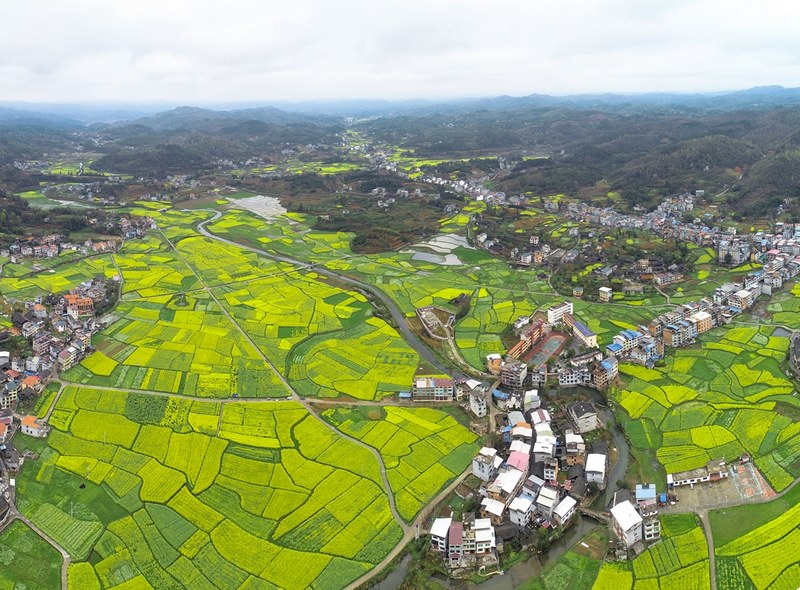 天柱渡马镇千亩油菜基地。