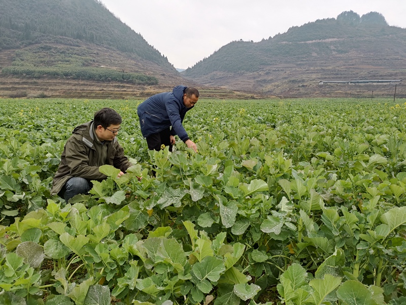 开阳县农业农村局相关技术人员到田间地头作油菜病虫害调查