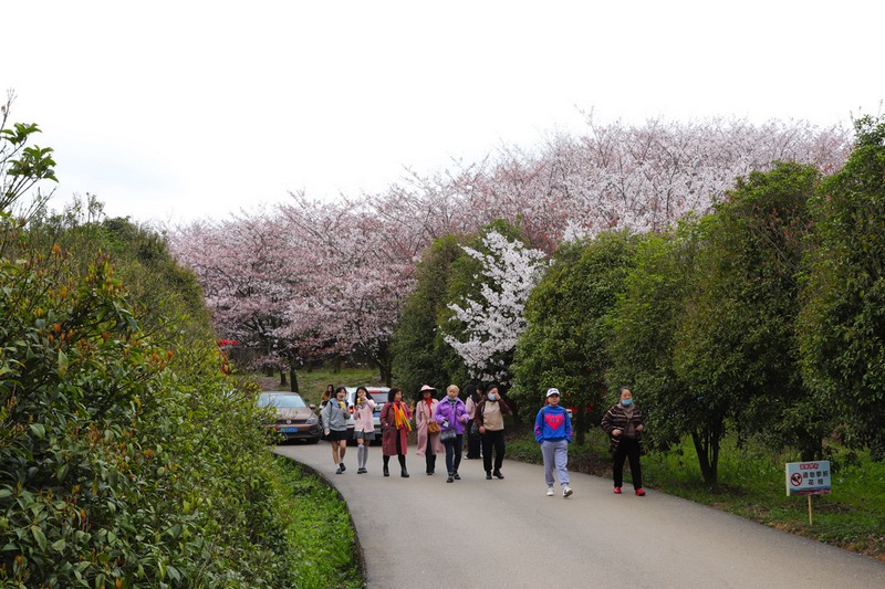 3月25日，游客在樱花园中游玩 （杨双琴 摄 ）(2).JPG