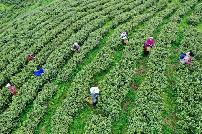 朱昌镇高寨村的贵州柏春神鹊茶场，采茶工们正采摘茶叶。