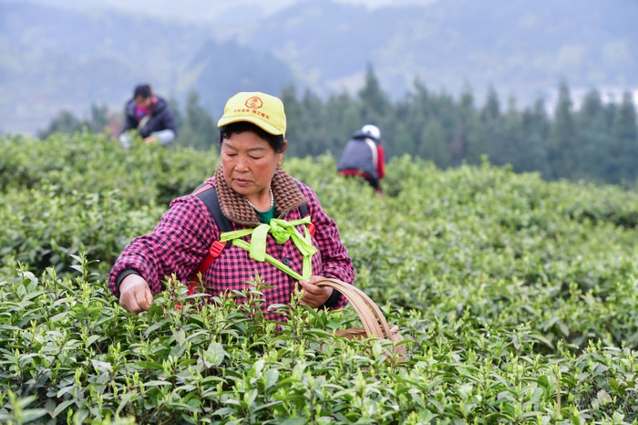 采茶工们正采摘茶叶。