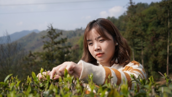 採茶現場。