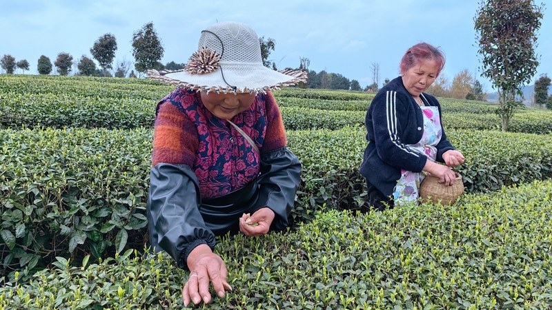 村民正在采摘茶叶 王艳 摄.jpg