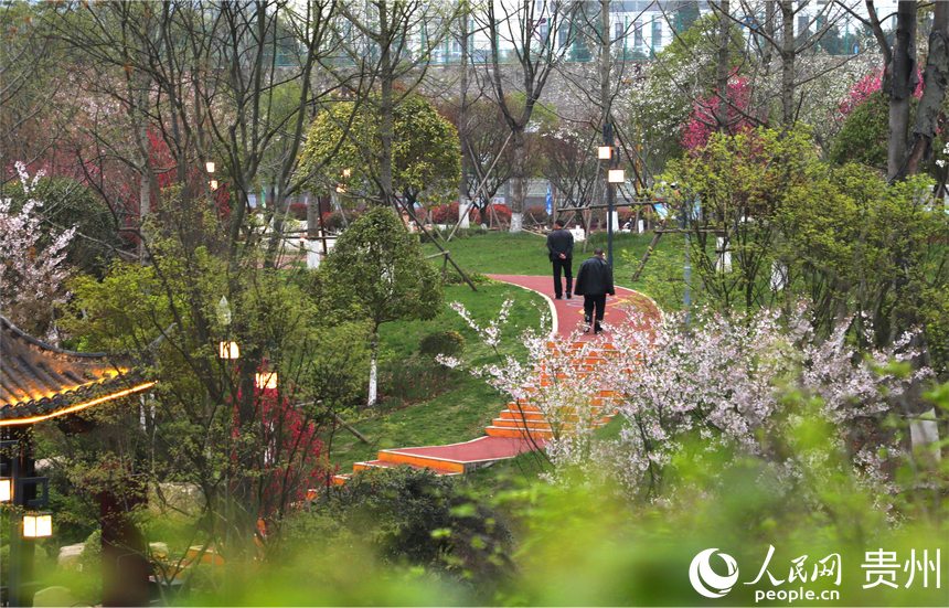 福泉市洋桥公园花满枝头，春意盎然。人民网 顾兰云摄