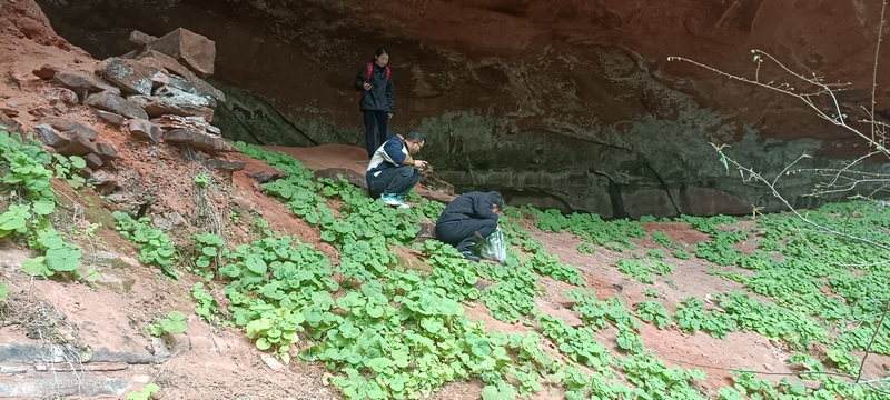 1、科研人員在開展植物資源調查。.jpg