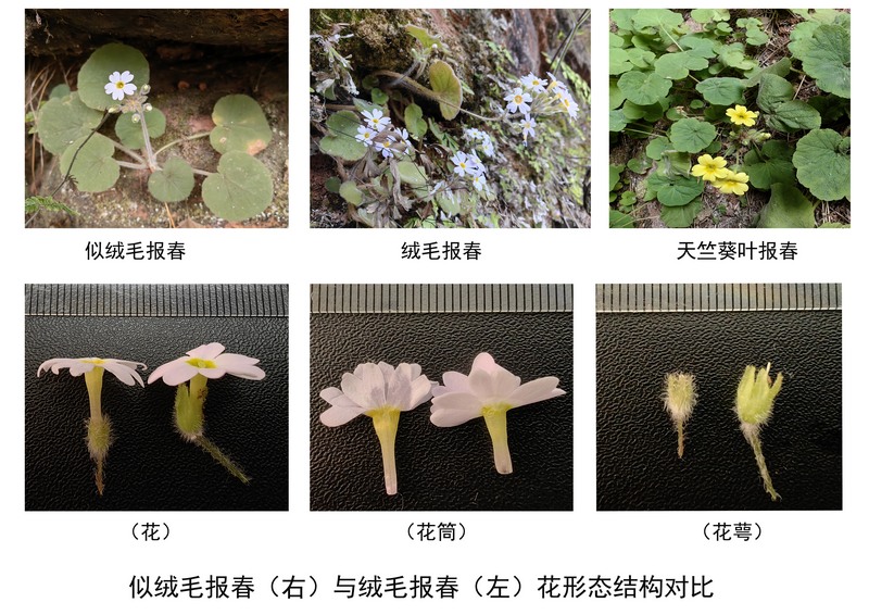 3、兩種報春花。.jpg
