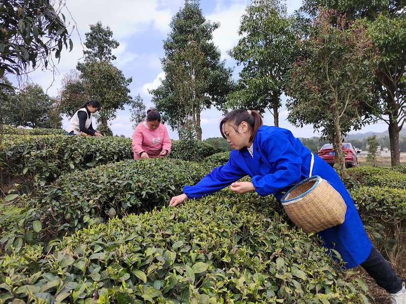 图为：茶农们正在采摘新芽