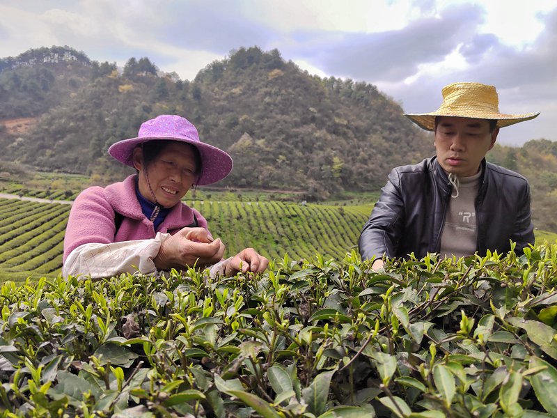 图为：茶农正在采摘新芽